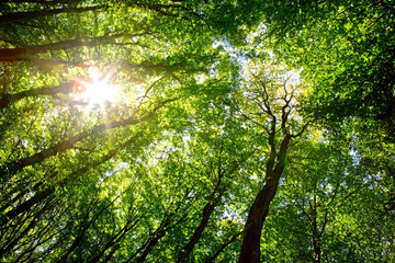 Fototapeta na wymiar Sunlight in the green forest.