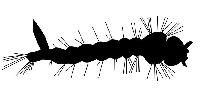 gnat larva black icon