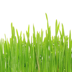 Fototapeta premium Grass over white