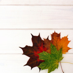 Tree in autumn
