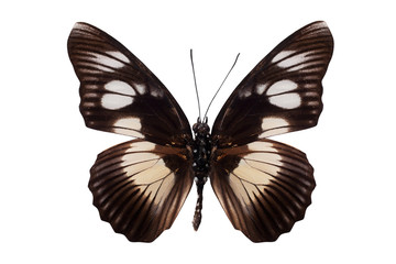 Fototapeta na wymiar Tropical batterfly isolated on white