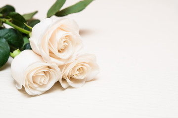 White roses on a light wooden background. Women' s day, Valentin