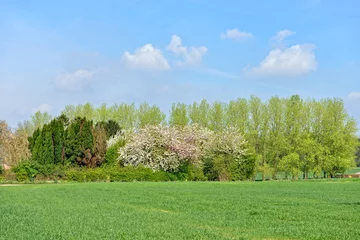 Fotobehang Spring landscape in Flemish Brabant, Belgium © tacna