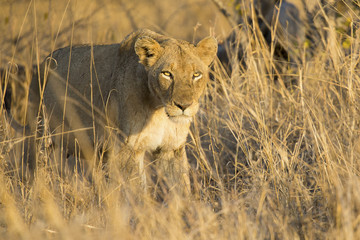 Lioness move in brown grass to kill