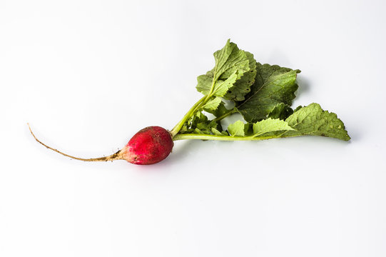 Radish from the garden on a white background.