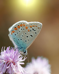 Common Blue butterfly (Latin Lycaenidae)