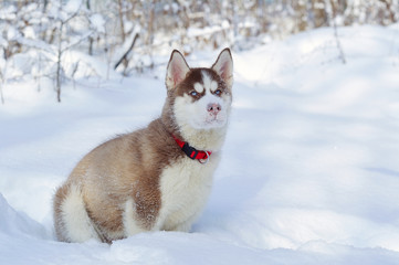 Little cute Siberian Husky puppy in winter forest full of snow