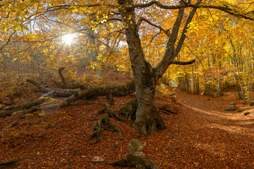 Big tree in the wood