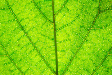 It is Design on leaf texture for pattern and background. 