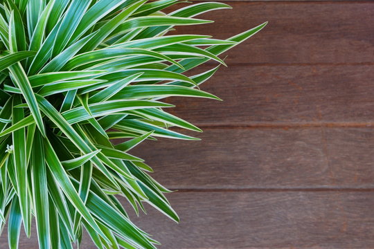 Spider Plant with Green & white slender leaf on an old wood board