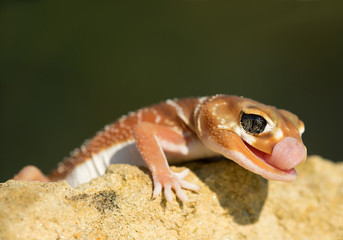 Knob tailed gecko on rock, lickuíng his eye, with clean green background, Czech Republic