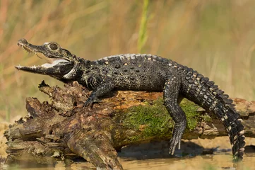 Photo sur Plexiglas Crocodile Dwarf crocodile on the mossy tree above water,  with clean background, Czech Republic