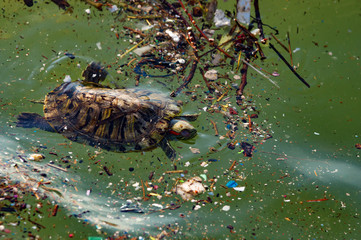 Fototapeta premium turtle in the dirty sea