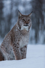Fototapeta premium Lynx cat in snowy winter scene, Norway