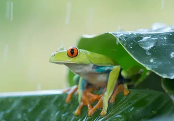 Foto auf Acrylglas Frosch Rotaugenlaubfrosch auf den Blättern, regnerischer Tag, sauberer grüner Hintergrund, Tschechische Republik