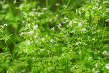 Defocused spring natural green background with a blade of grass,