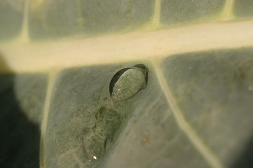 drop of water on a cabbage leaf, close up shot