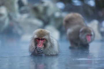 Japanese Snow Monkey in the wild