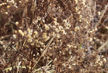dry grass with dry flowers background