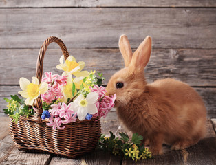 little rabbit with spring flowers