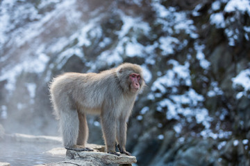 Japanese Snow Monkey in the wild