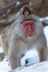 Japanese Snow Monkey in the wild
