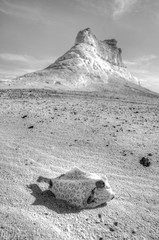 puffer fish skeleton in the desert 