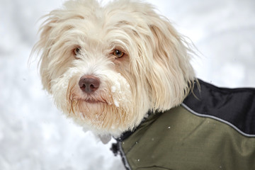 White havanese dog in snow with snow jacket