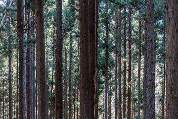 Japan forest woodlands in the wilderness