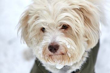 Portrait of snowy face of white havanese dog