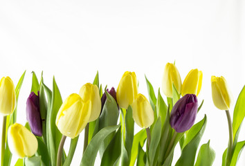 lila und gelbe Tulpen vor weißem Hintergrund