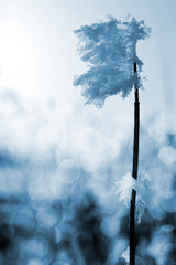 Frozen plant close up. Nature background.