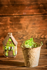 Potted seedlings growing in biodegradable peat moss pot and ceramic house