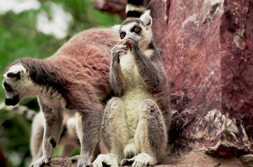 Lemur at dinner