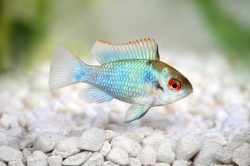 Obraz premium german electric blue ram dwarf cichlid Mikrogeophagus ramirezi aquarium fish 