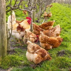 Deurstickers Kip Biological chicken in a fuit garden
