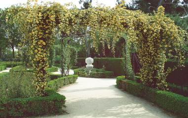 floral arch of roses