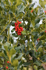Houx avec les fruits rouges 