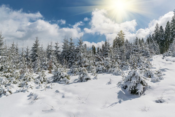 Fototapeta na wymiar Fairy winter forest