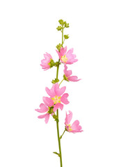 Fototapeta na wymiar Pink malva flower