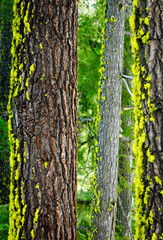 Crater Lake National Park