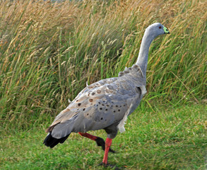 Cape Barren Goose - Pig goose - Philip Island - Victoria - Australia