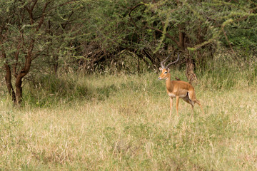 adult male impala in serengeti national park, tanzania