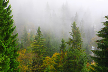 Spruce in the mist on the slopes of the Carpathians