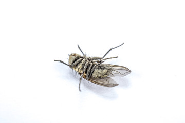 Stubenfliege / Musca domestica
