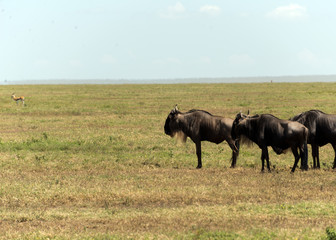 Fototapeta premium herd of wildebeest in serengeti national park, tanzania