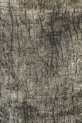background texture rugose trunk of palm
