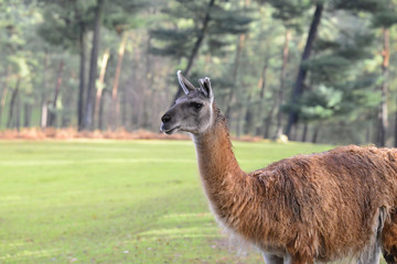 Lama