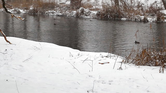 wild ducks swim in the winter pond