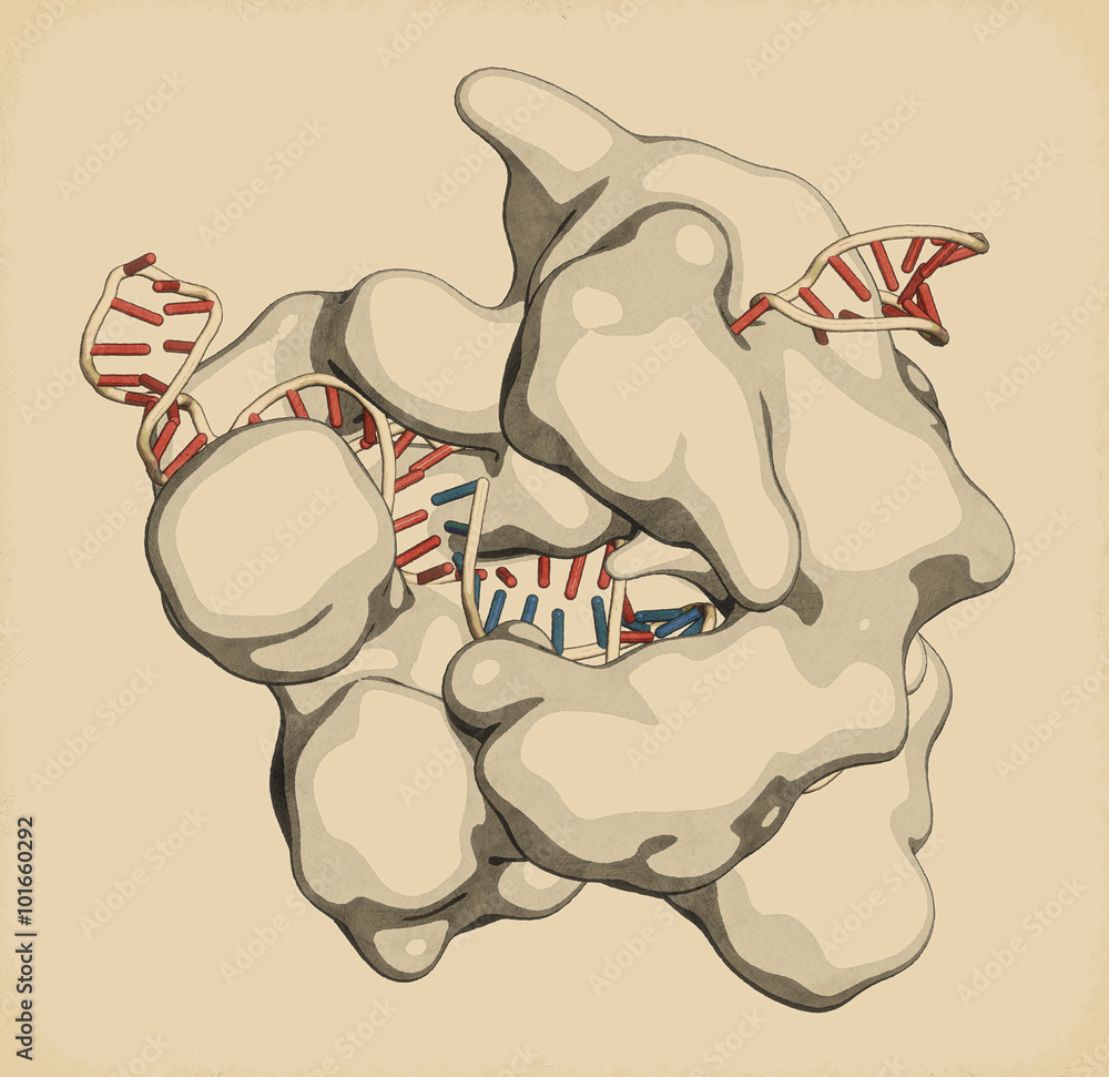 Sticker CRISPR-CAS9 gene editing complex from Streptococcus pyogenes. 